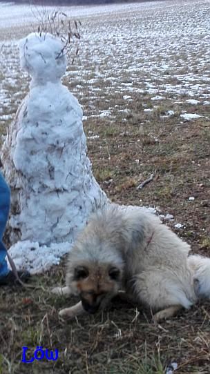 15.11.2016 - Aha, der Schneemann ist aus dem Wiesenschnee gemacht